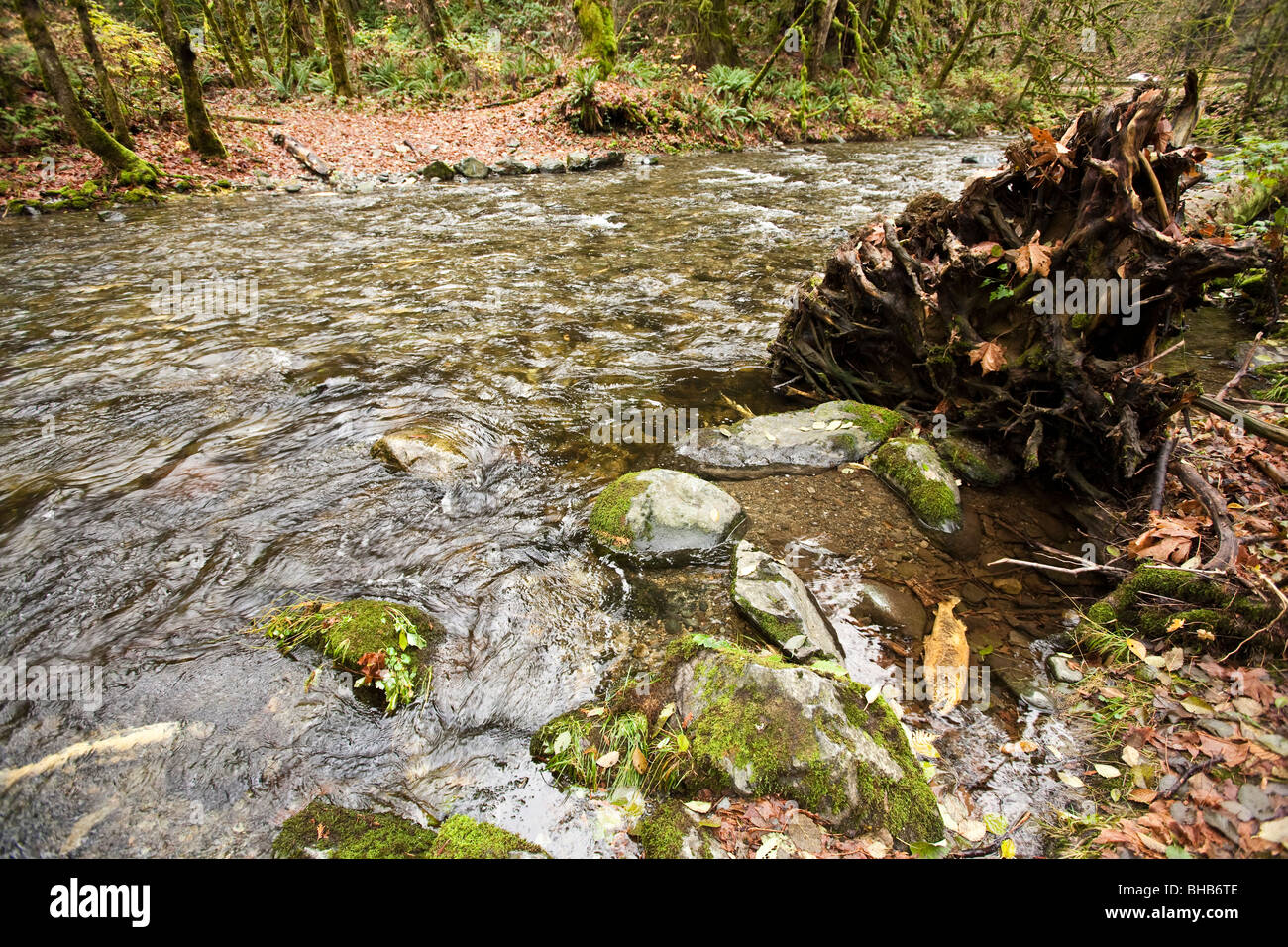 Salmon run at Goldstream Park. Vancouver Island, BC, Canada Stock Photo