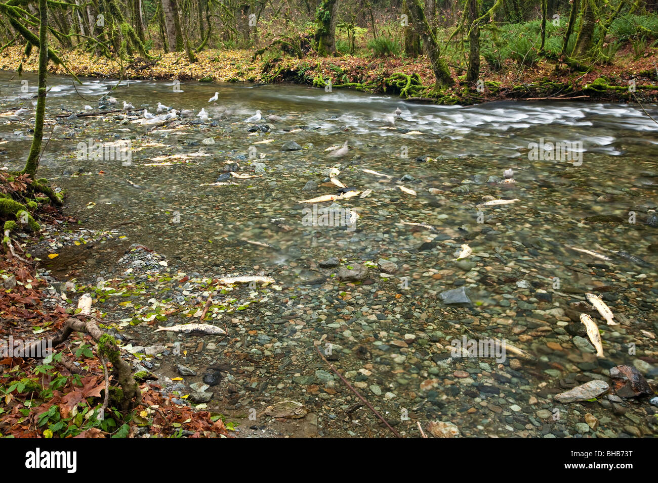 Salmon run at Goldstream Park. Vancouver Island, BC, Canada Stock Photo