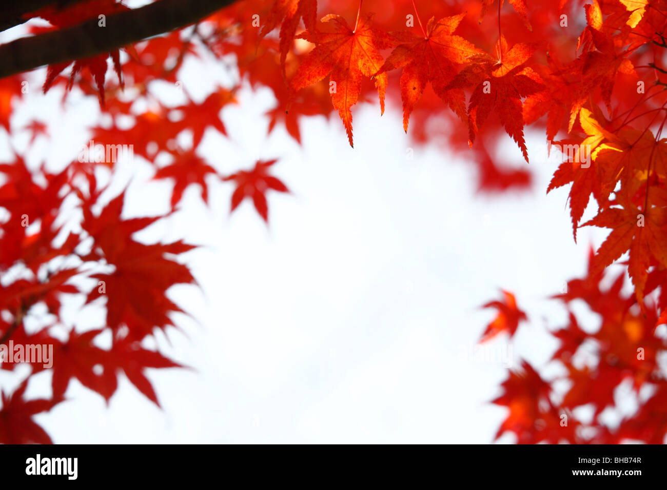 Redleaf Japanese Maple High Resolution Stock Photography and Images - Alamy