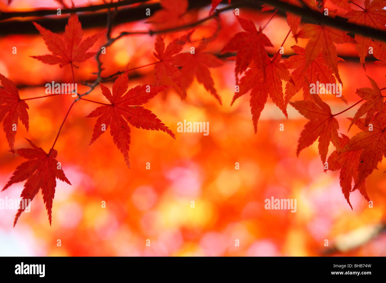 Redleaf Japanese Maple High Resolution Stock Photography and Images - Alamy