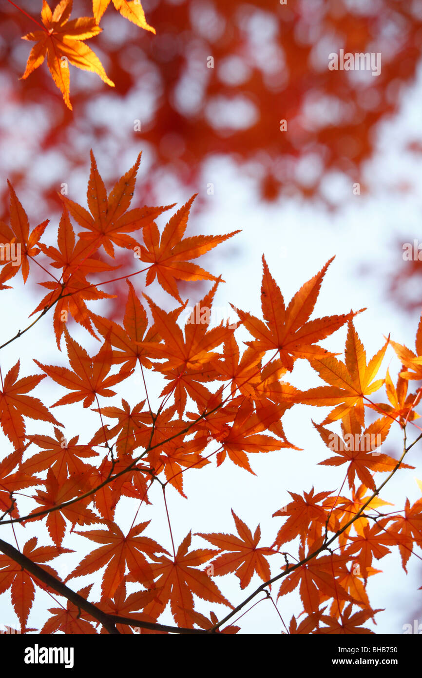 Redleaf Japanese Maple High Resolution Stock Photography and Images - Alamy