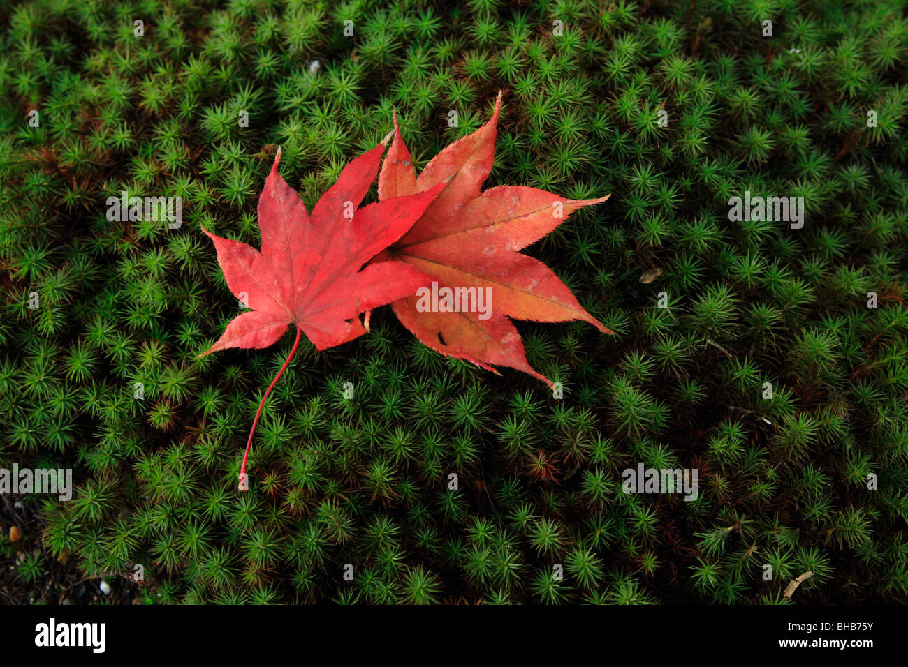 Redleaf Japanese Maple High Resolution Stock Photography and Images - Alamy