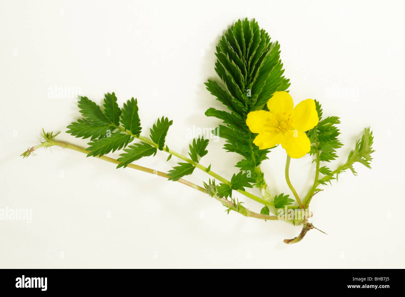 Goose Grass, Silverweed, Wild Tansy (Potentilla anserina). Plant with flower, leaves and root, studio picture. Stock Photo