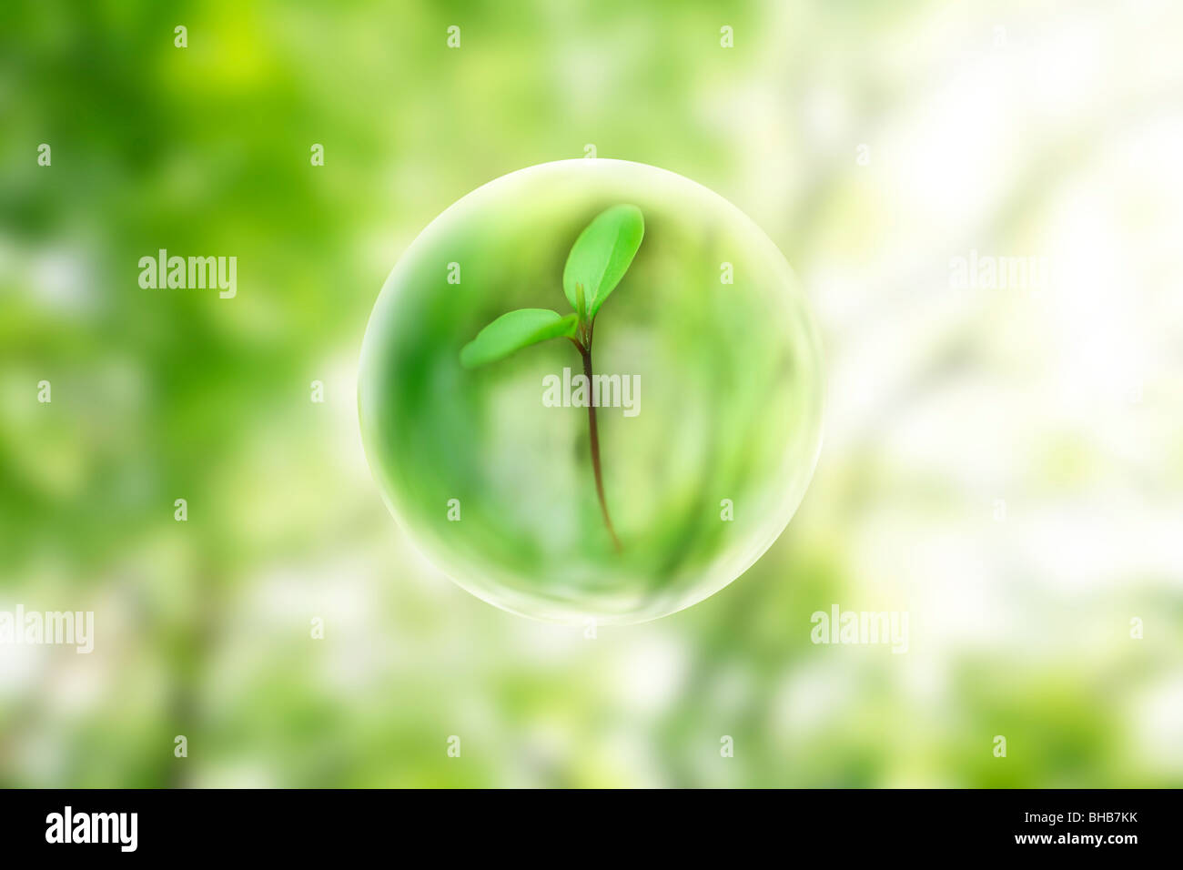 View of sapling through bubble Stock Photo - Alamy