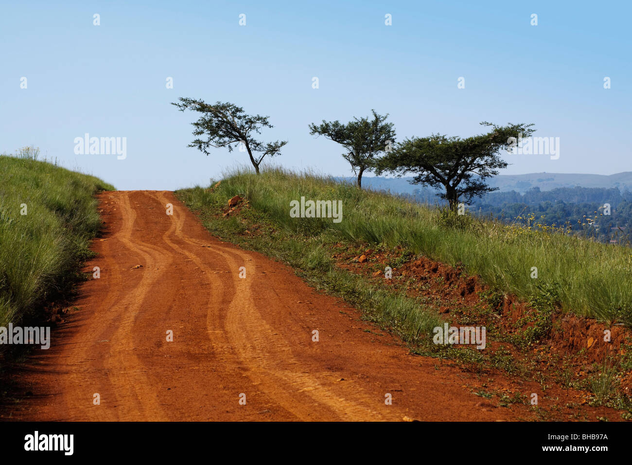 Track in African savanna with common Umbrella Thorn Acacia trees. Genus