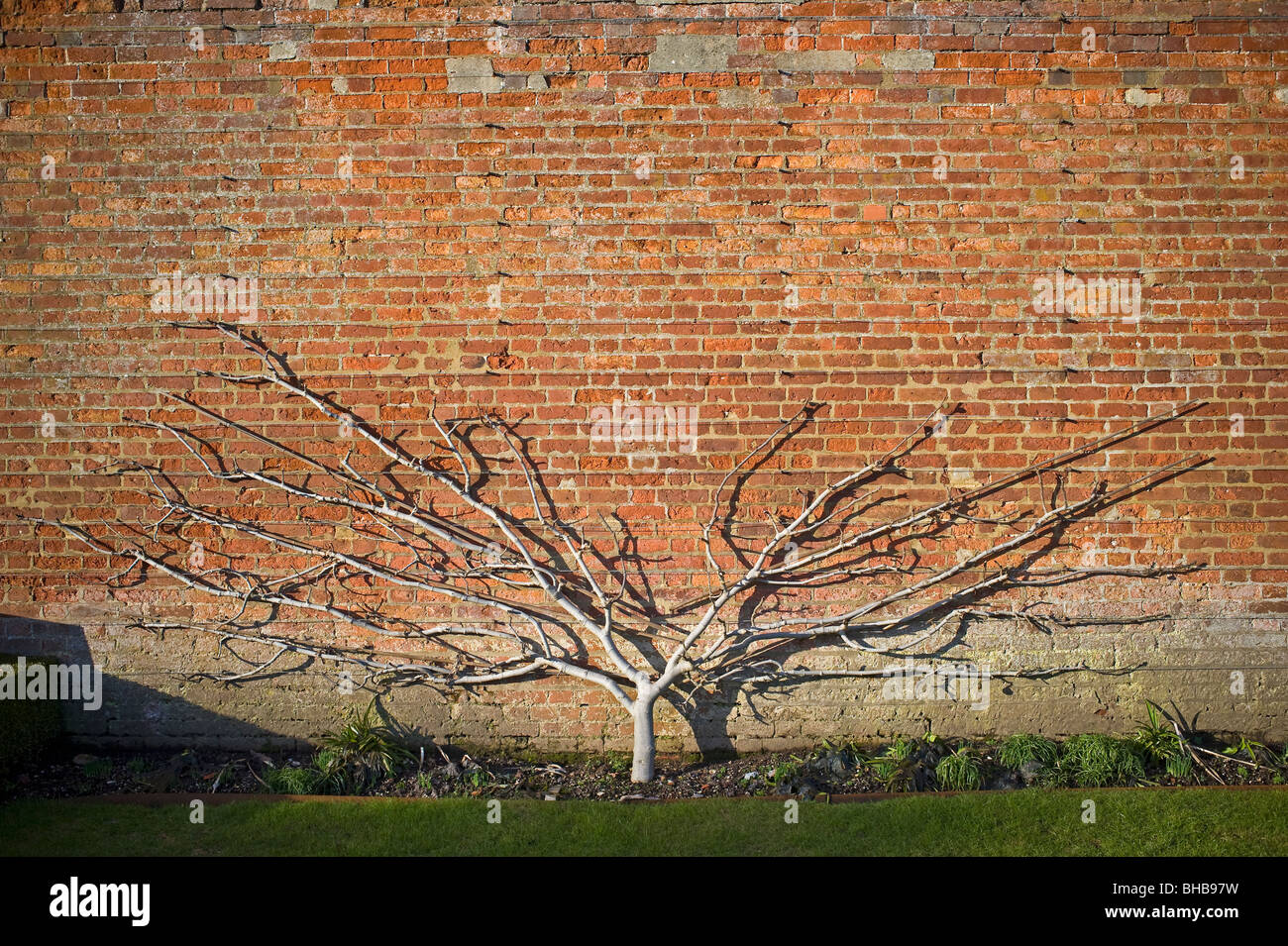 Fruit tree trained up a wall in West Dean Gardens, West Sussex, UK