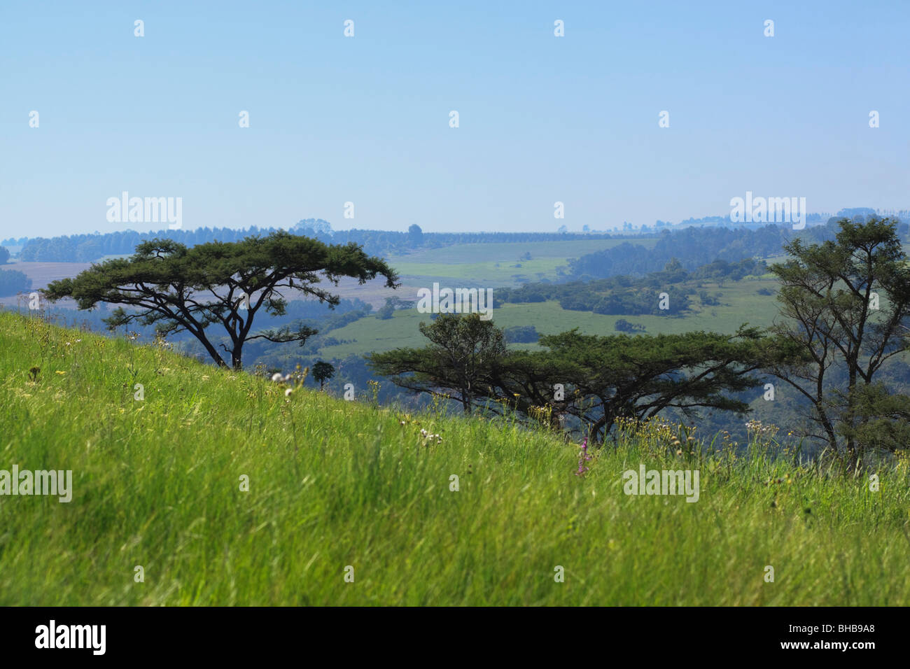 Lush slopes of African savanna with common Umbrella Thorn Acacia trees. Genus; Acacia. Species; Tortili. South Africa. Stock Photo