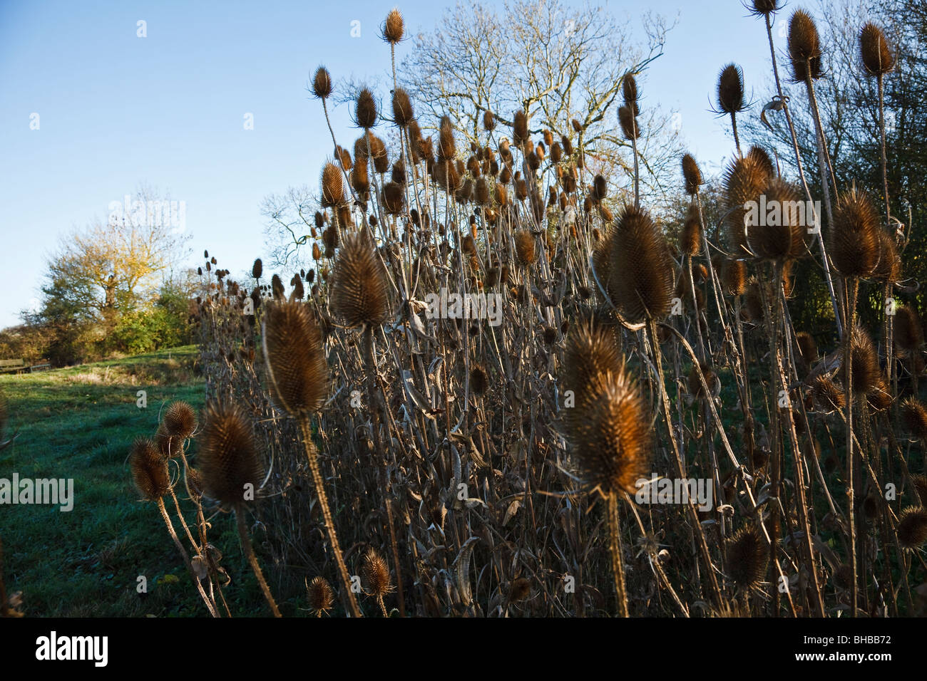 Stand of teasel growing at the edge of a field near John's Wood