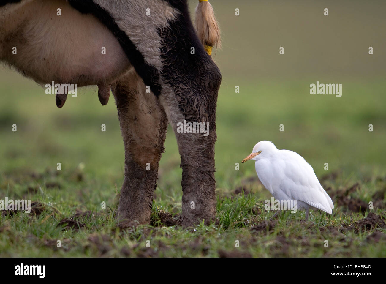 Cattle Egret; Bubulcus ibis; with cow; west Cornwall Stock Photo
