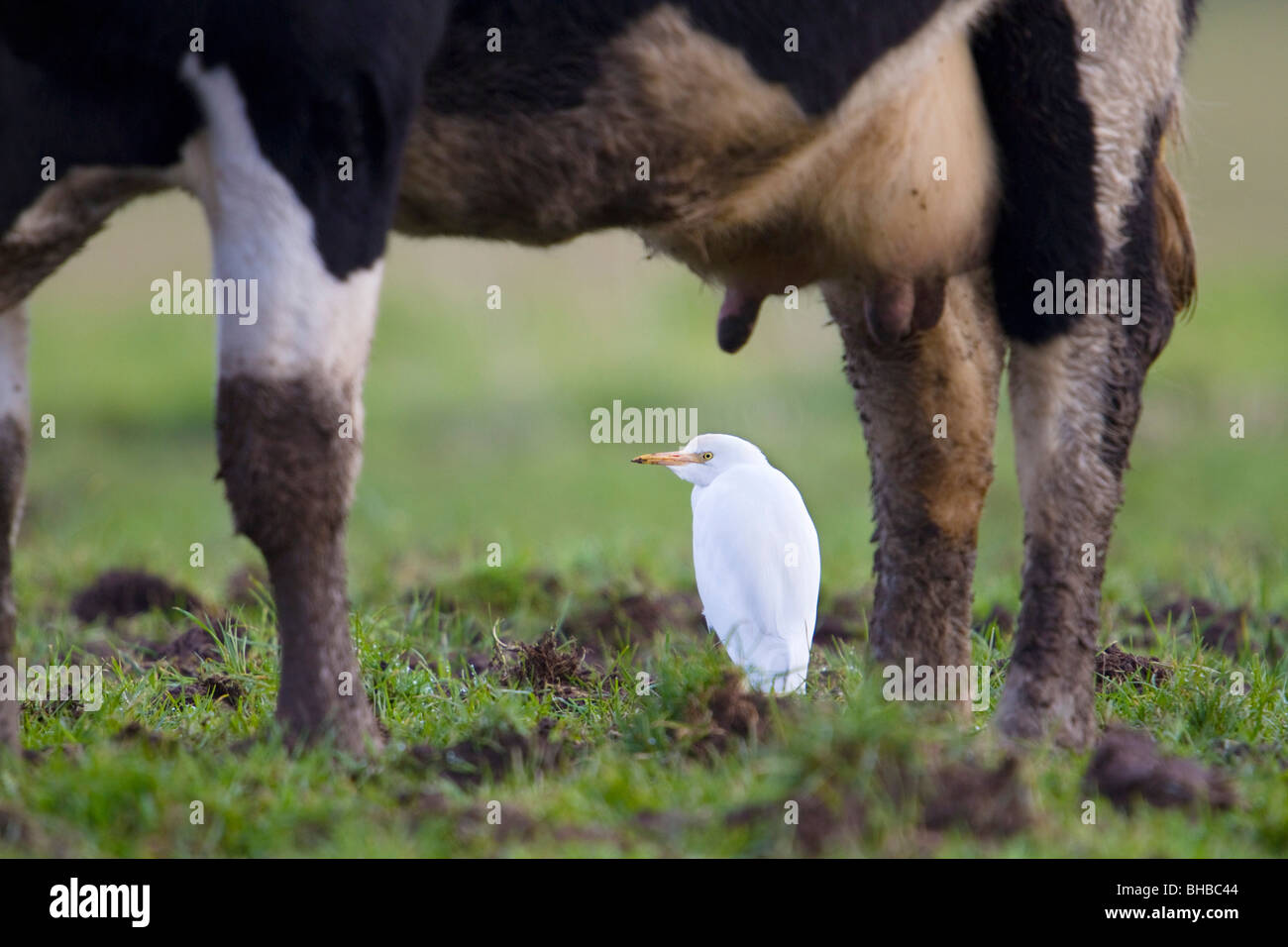 Cattle Egret; Bubulcus ibis; with cow; west Cornwall Stock Photo