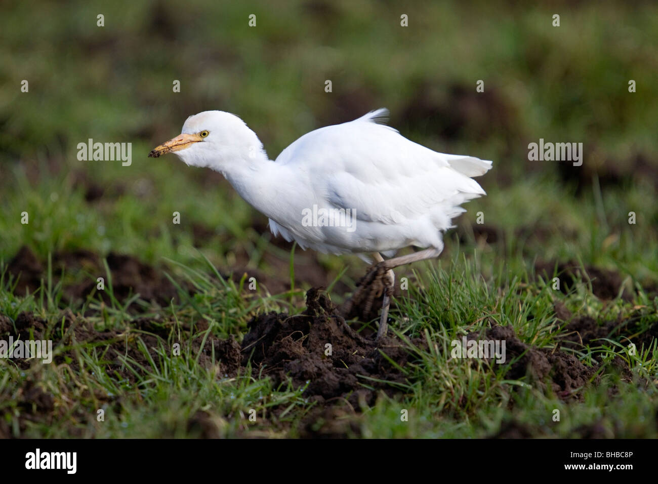 Cattle Egret; Bubulcus ibis; in cattle field; west Cornwall Stock Photo ...