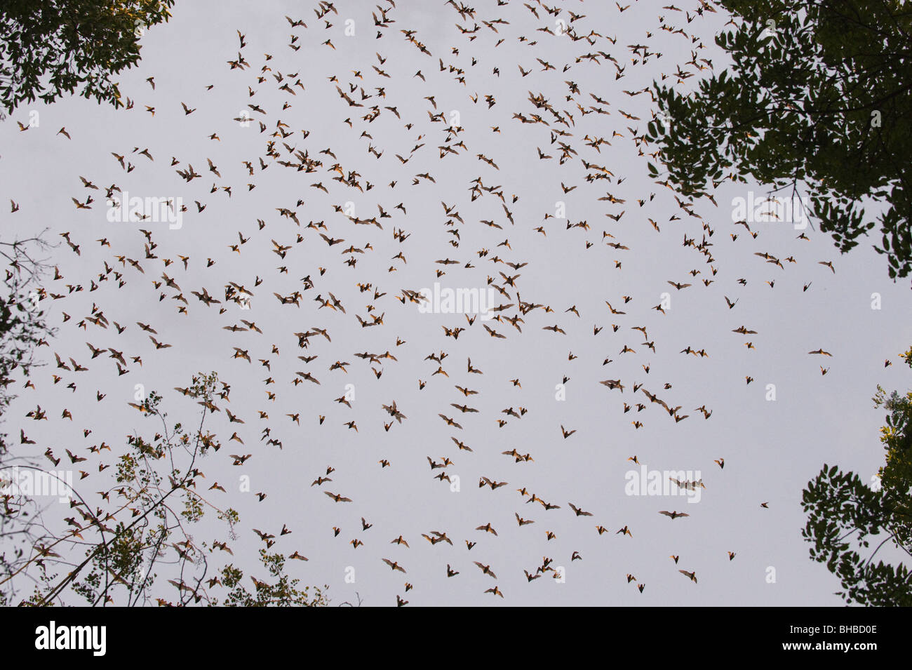 Bats emerge from limestone cave at dusk, Calakmul Biosphere Reserve