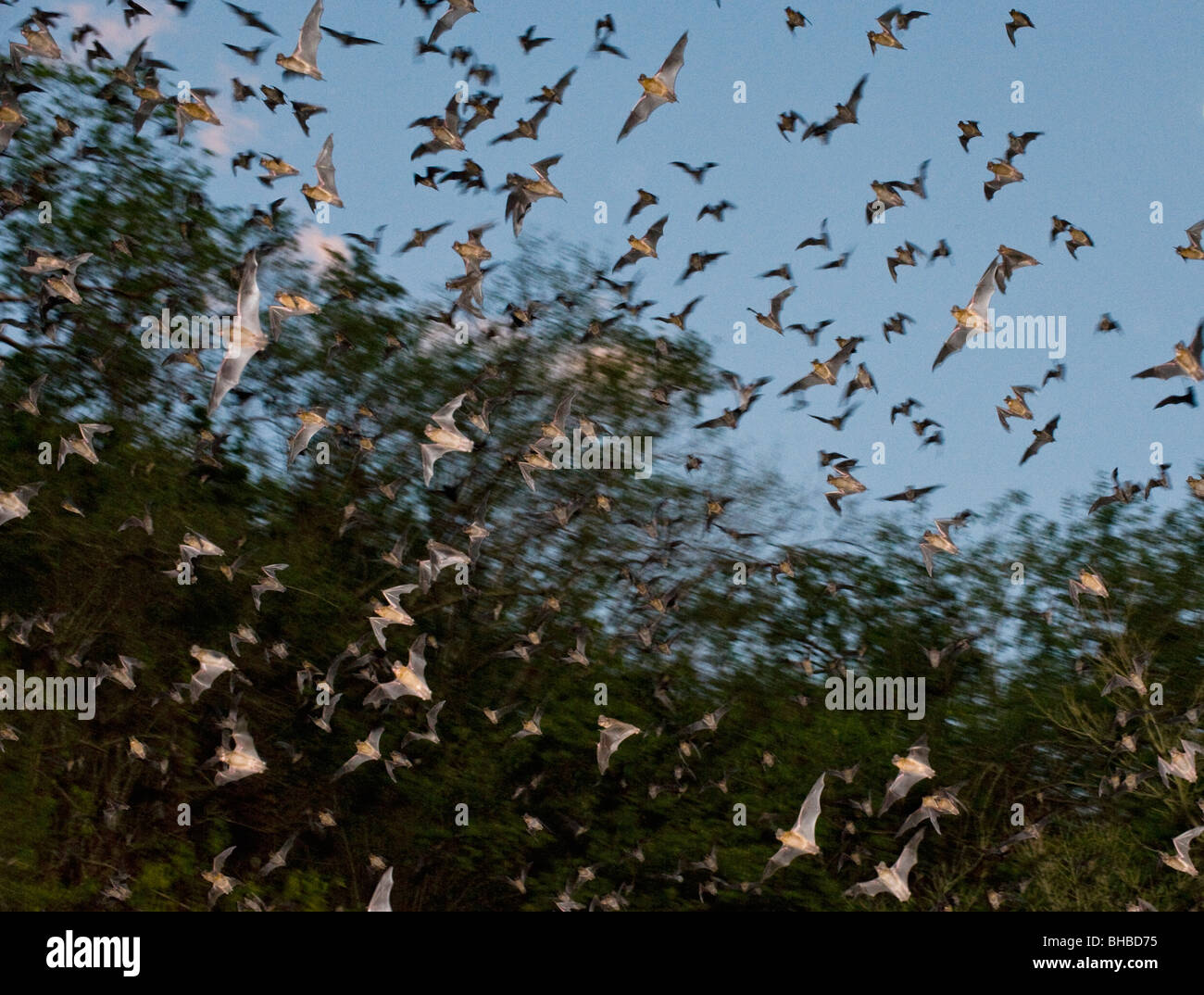 Bats in flight emerging from cave, Calakmul Biosphere Reserve, Yucatan, MEXICO Stock Photo