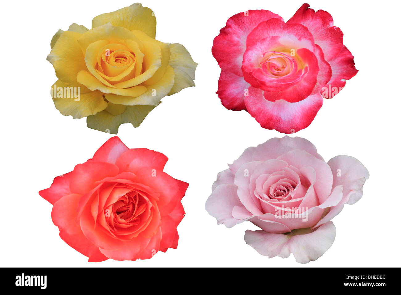Rose flowers on white background Stock Photo - Alamy