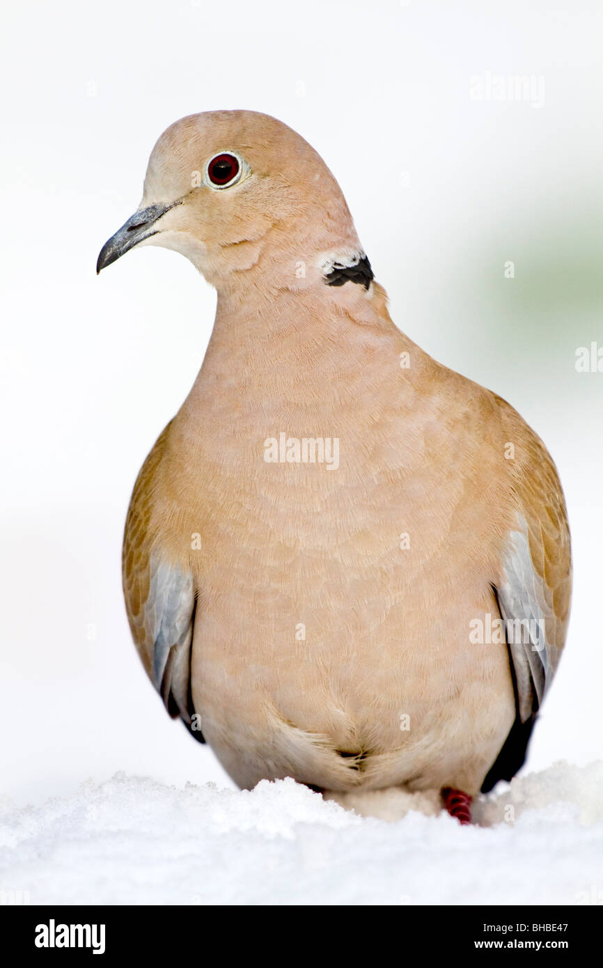 Collared Dove; Steptopelia decaocto; in snow Stock Photo