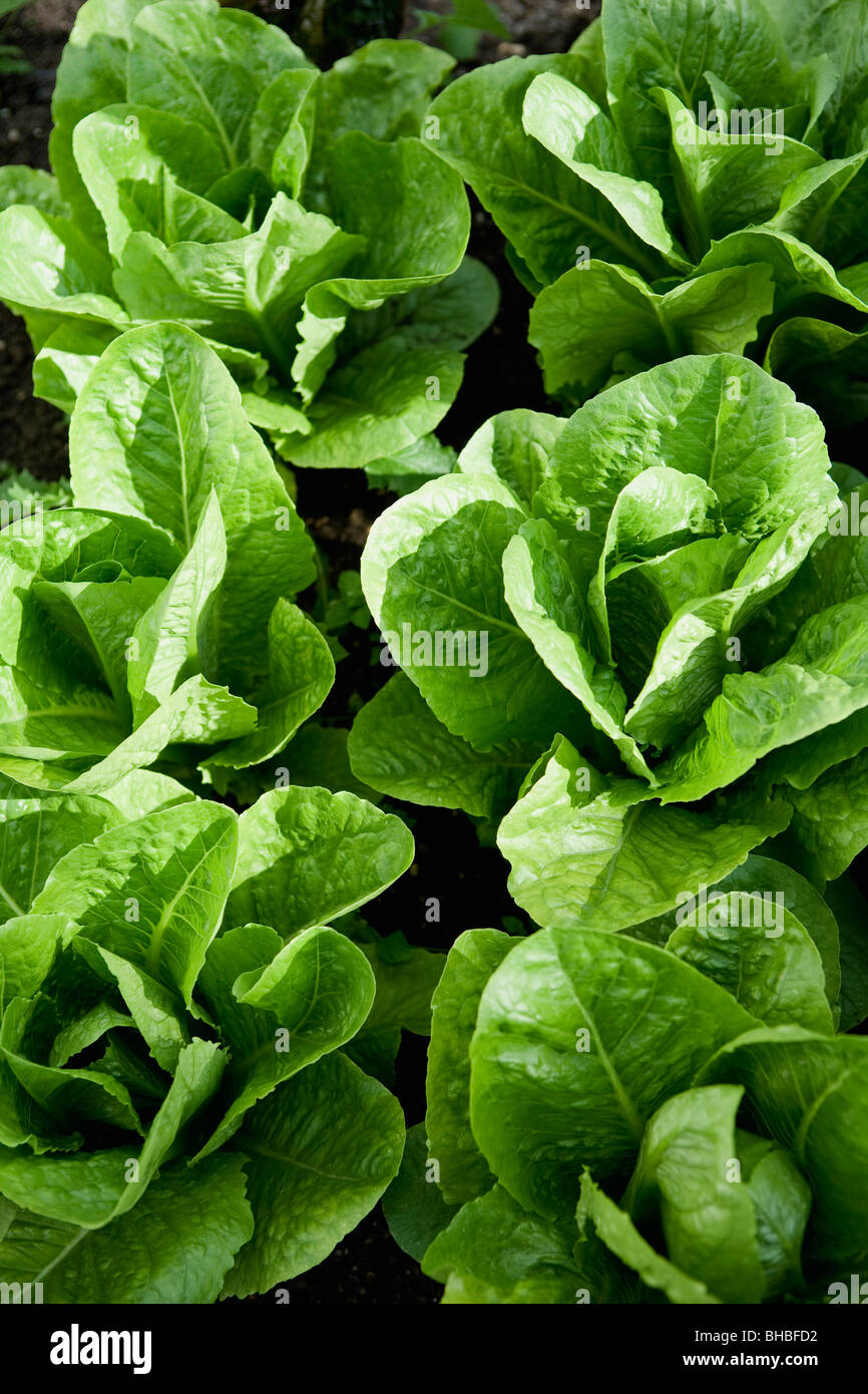 A patch of lettuce Stock Photo Alamy