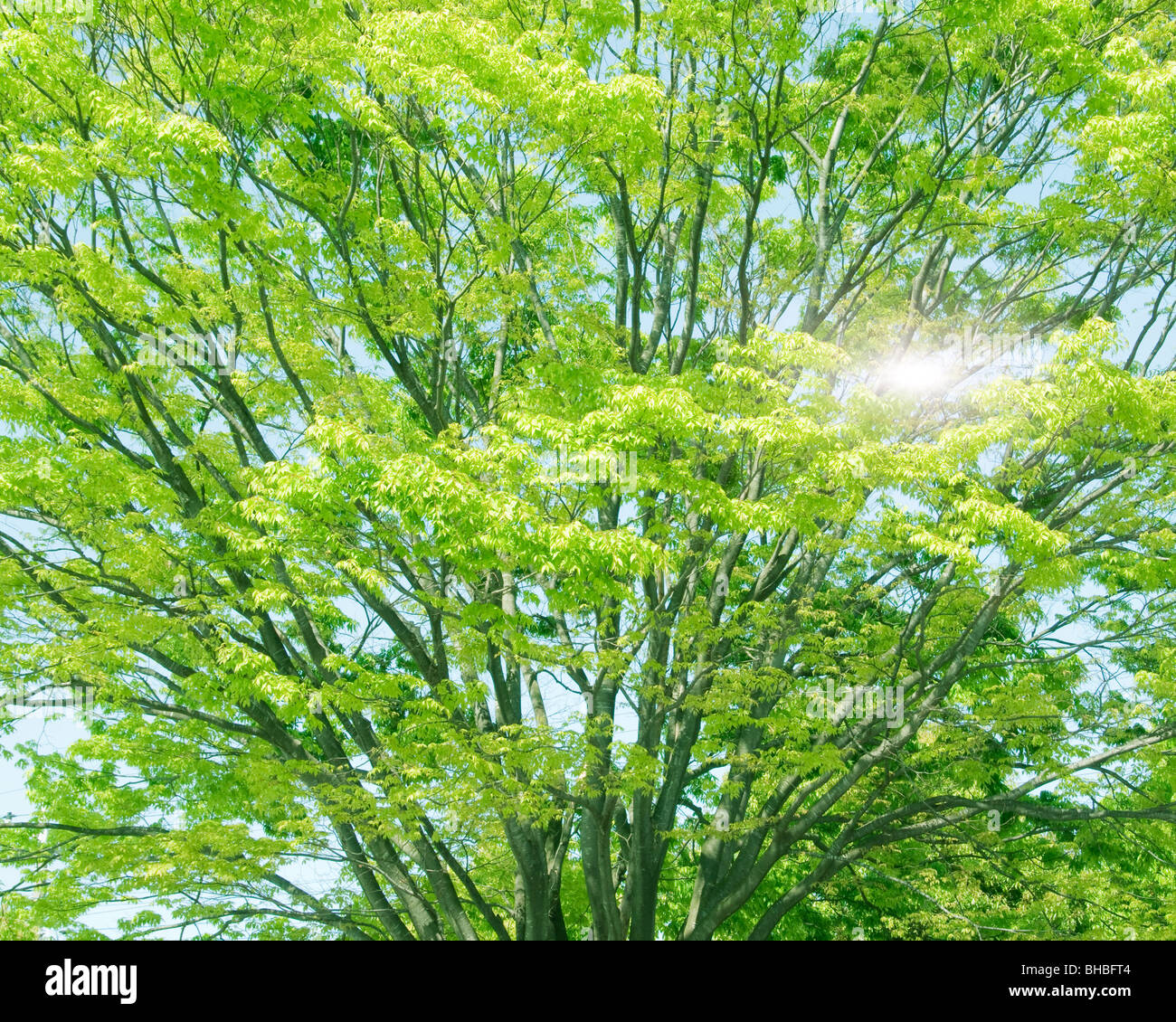 Sun shining through tree hi-res stock photography and images - Alamy