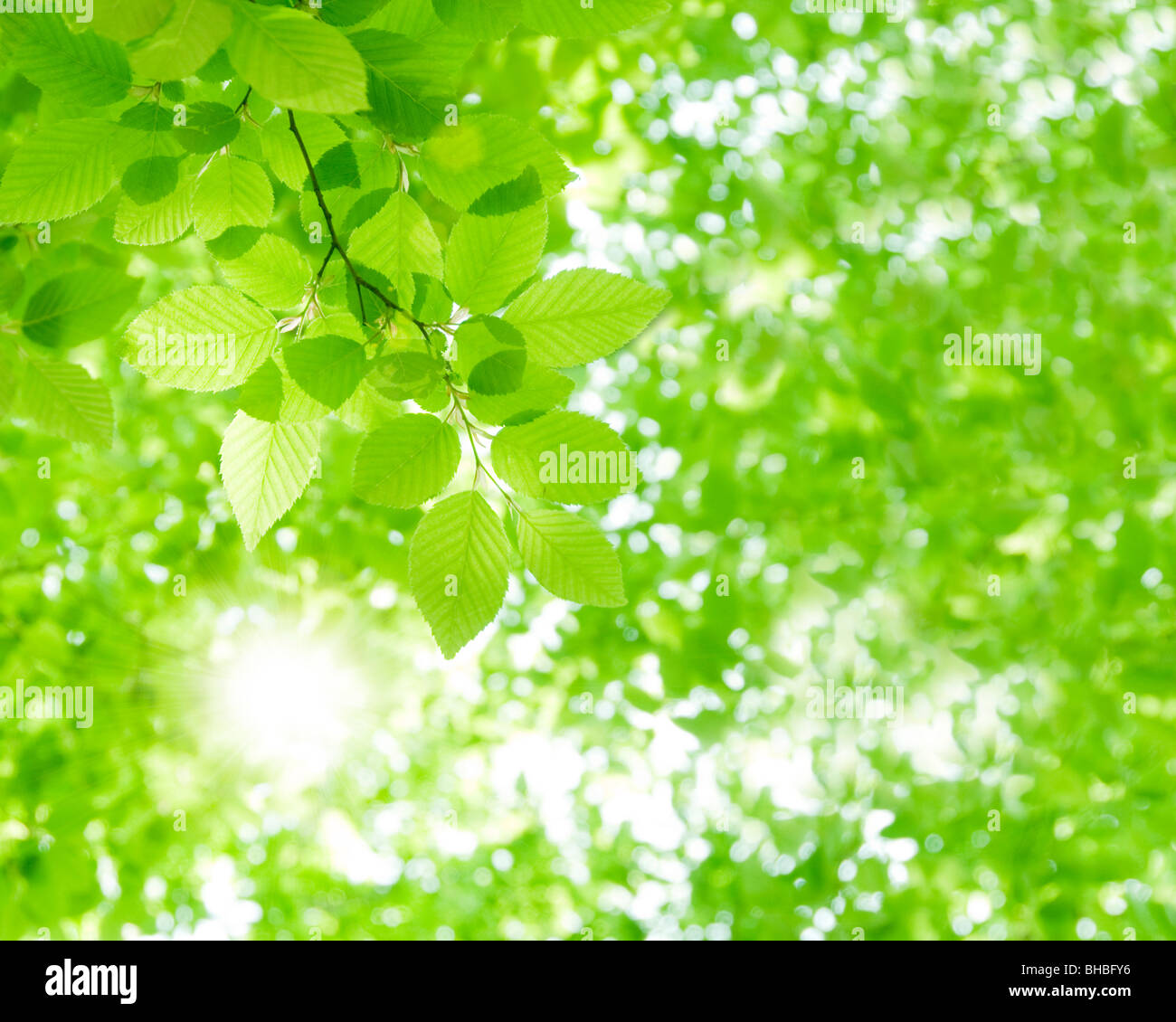 Sun shining through leaves Stock Photo