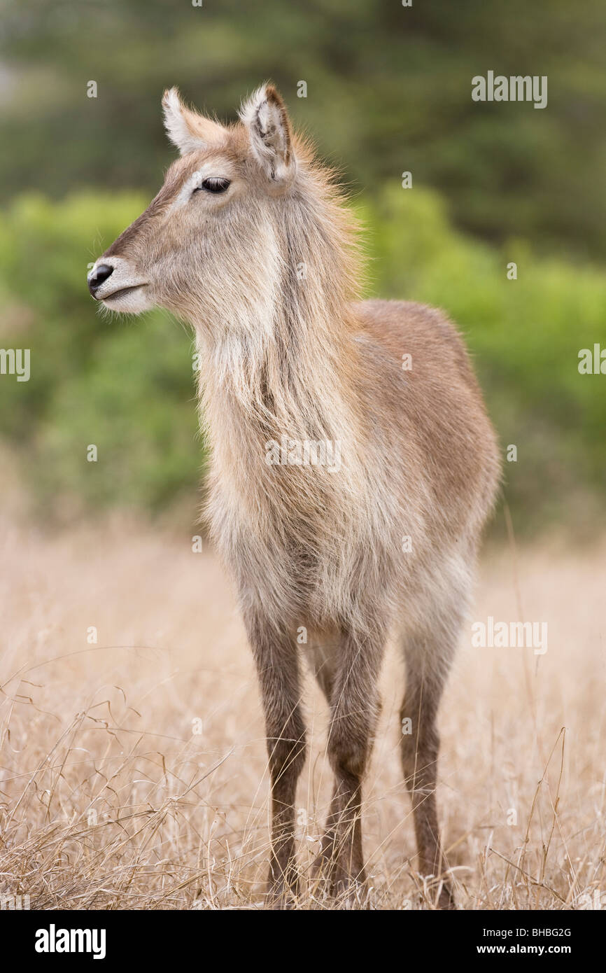 Young Common Waterbuck (Kobus ellipsiprymnus) standing in dried grasslands with soft looking fur Stock Photo