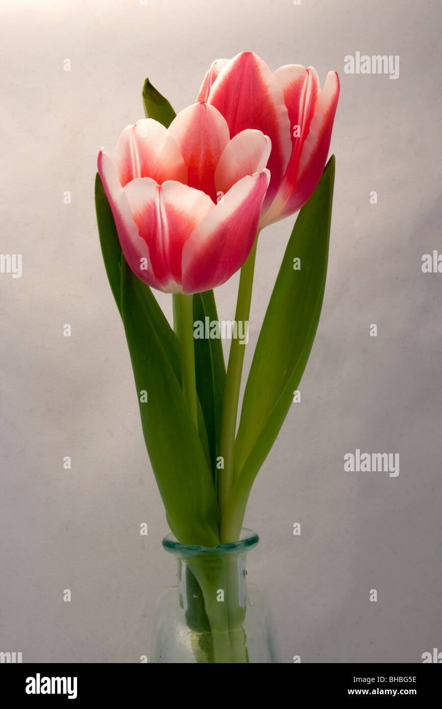 Pink tulips in a vase on a white background Stock Photo - Alamy
