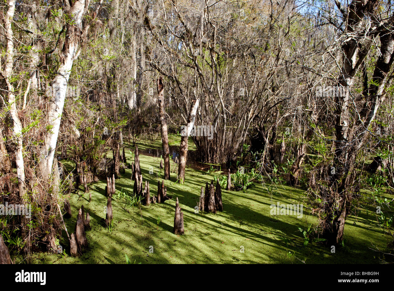 Swamp in Spring, Lettuce Lake Park, Florida Stock Photo