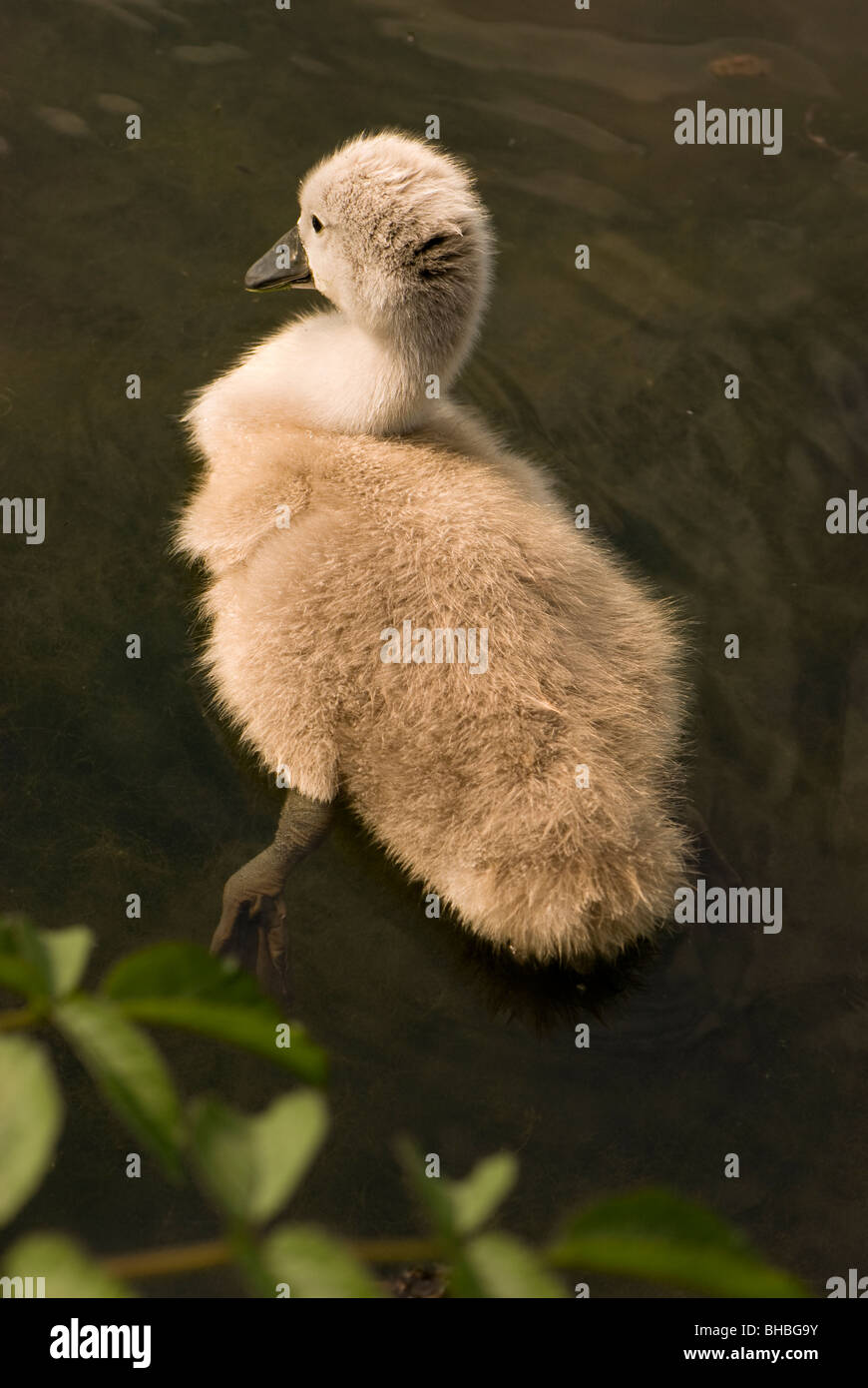 Single mute swan cygnet in lake with green foliage in foreground Stock Photo