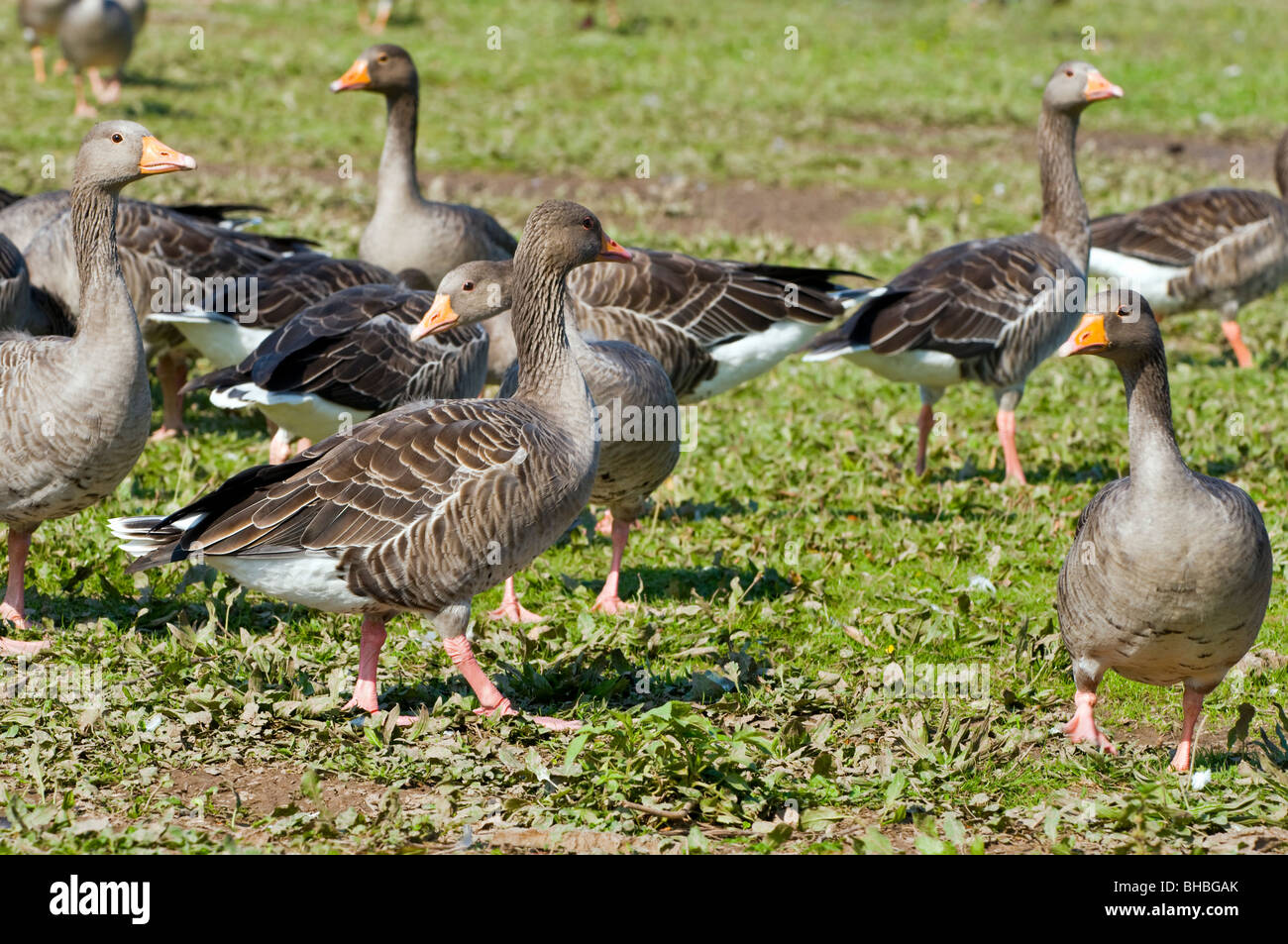Gaggle, or flock, of greylag geese in grassy field taken in Laide, Wester Ross, Scotland Stock Photo