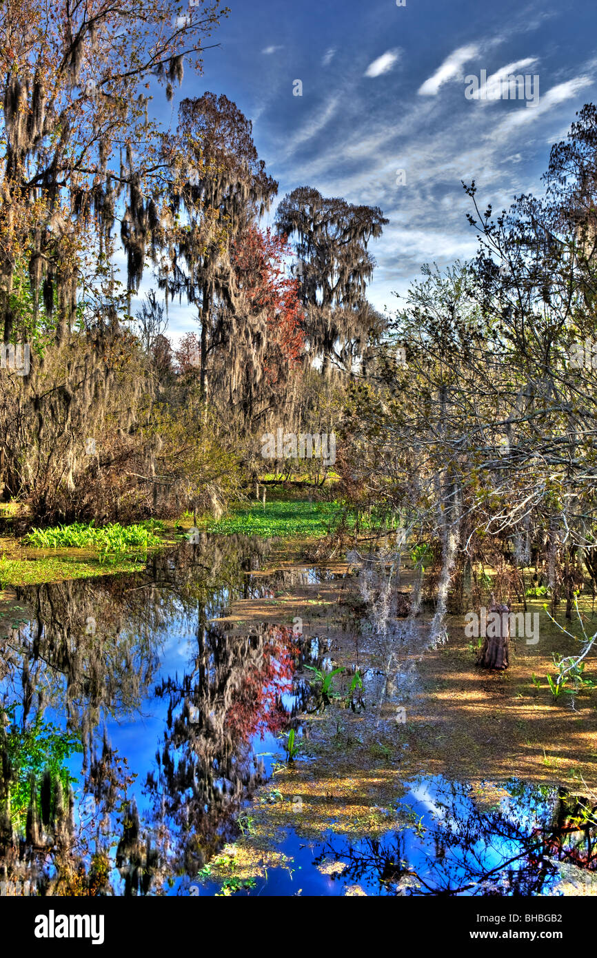Are Dogs Allowed At Lettuce Lake Park