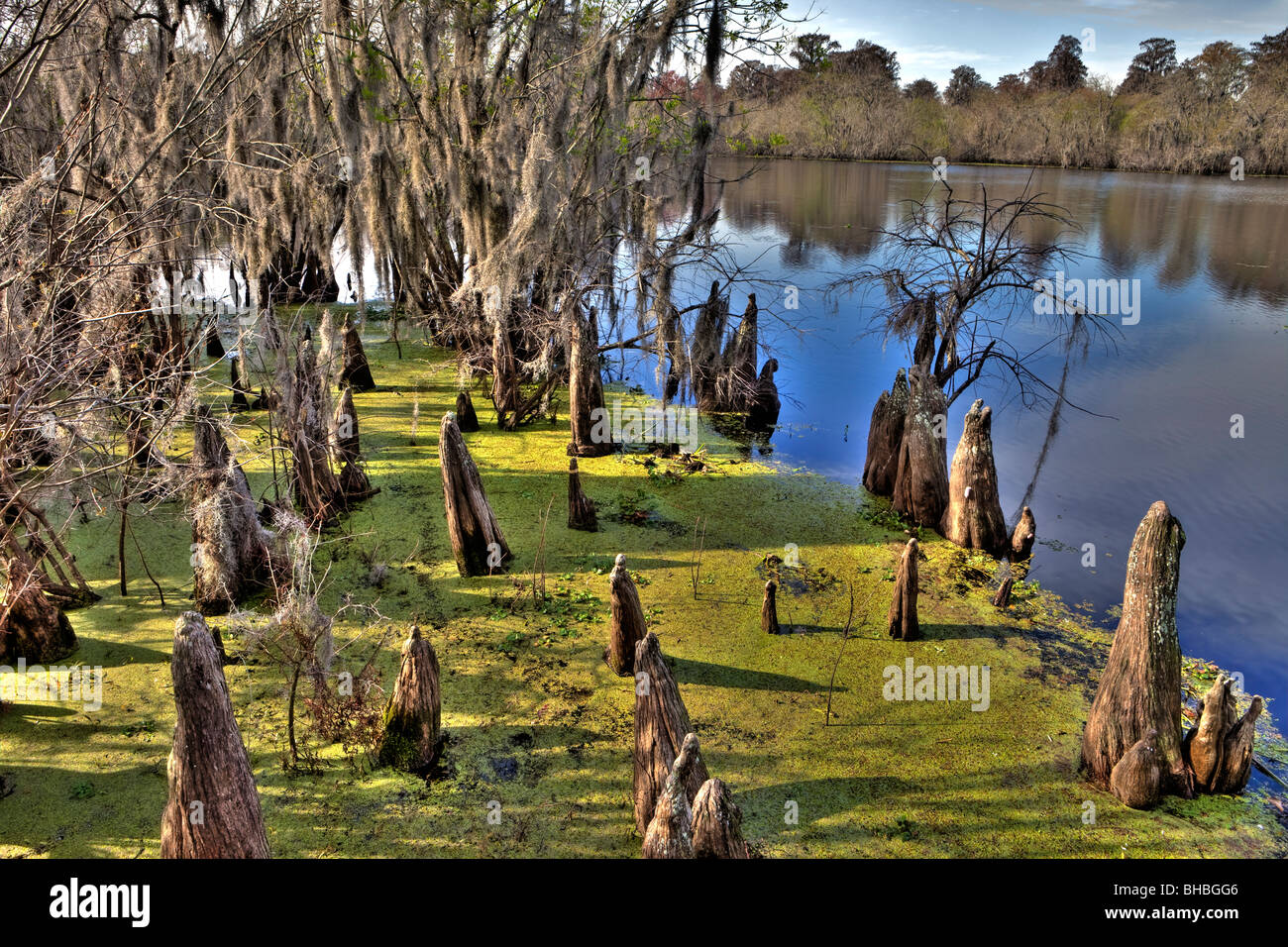 Cypress Knees, Hillsborough River, Lettuce Lake Park, Tampa, Florida