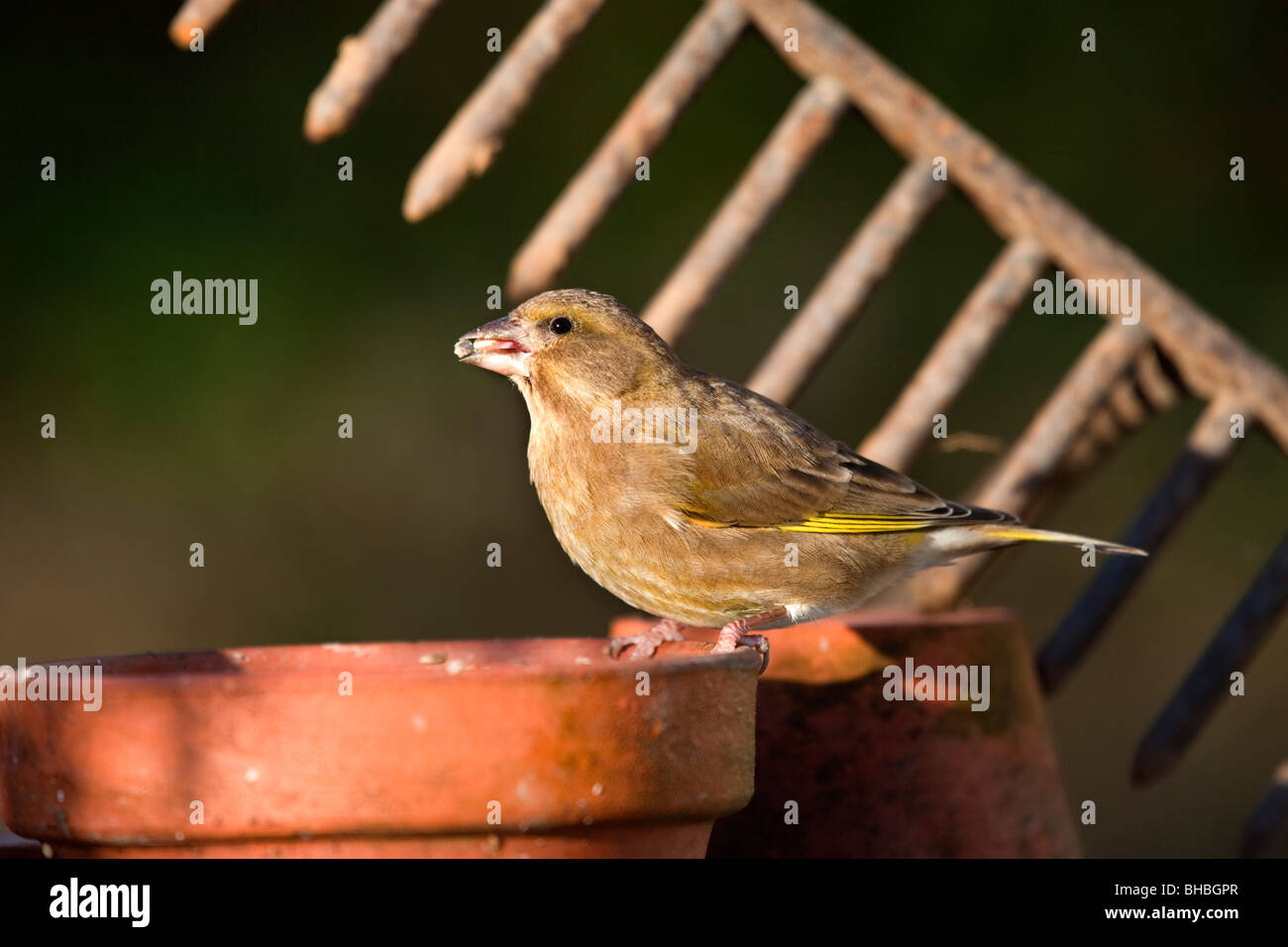 Greenfinch; Carduelis chloris; in garden on plant pots eating Stock Photo