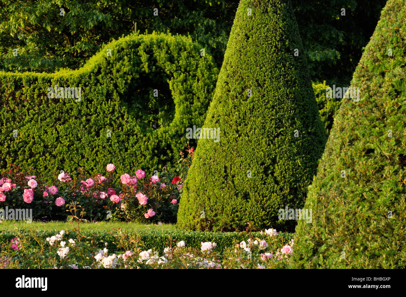 Common yew (Taxus baccata) with conical shape in a rose garden, Britzer Garten, Berlin, Germany Stock Photo