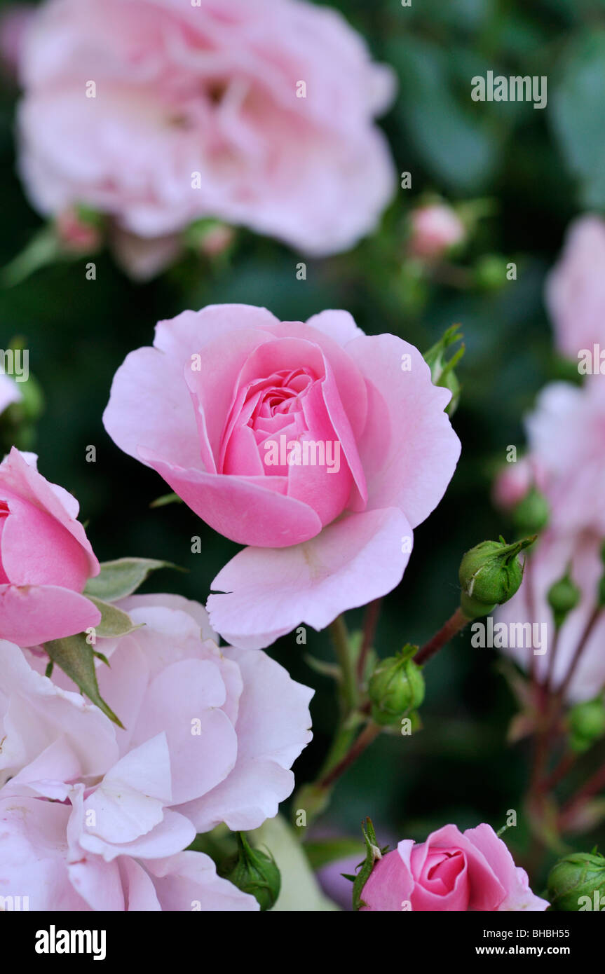 Floribunda rose (Rosa Bonica) Stock Photo