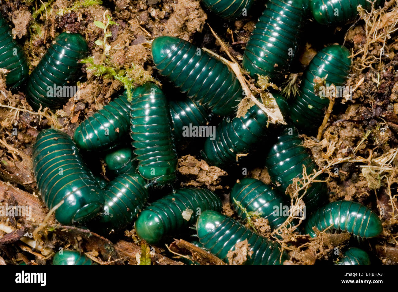 Green pill hi-res stock photography and images - Alamy