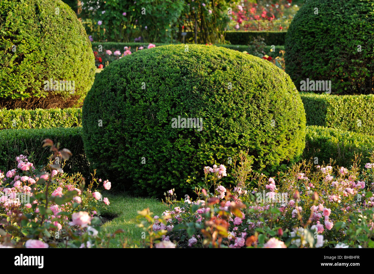 Common yew (Taxus baccata) with spherical shape in a rose garden, Britzer Garten, Berlin, Germany Stock Photo