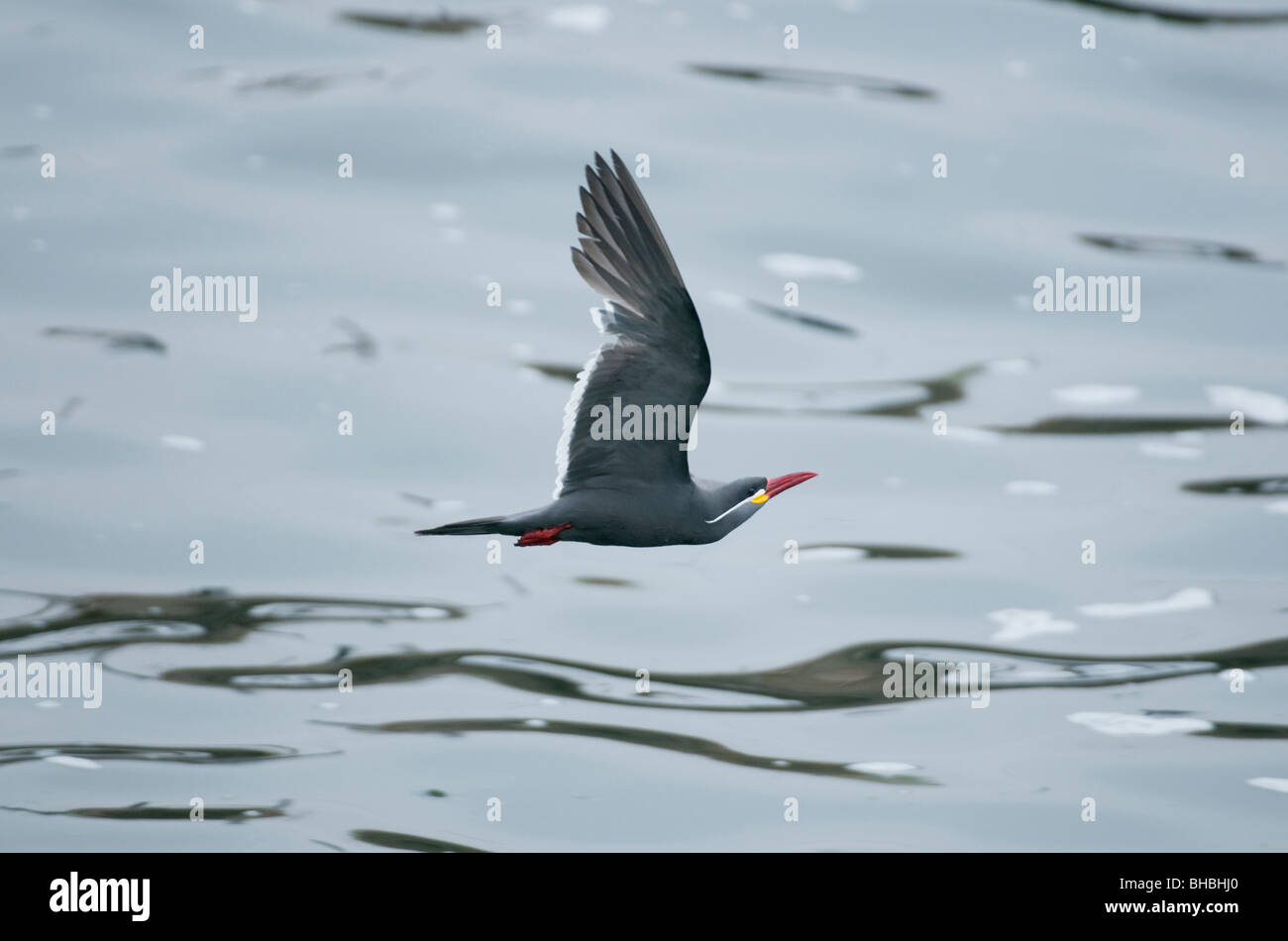 Inca Tern (Larosterna inca) in flight, Pucusana, PERU Stock Photo