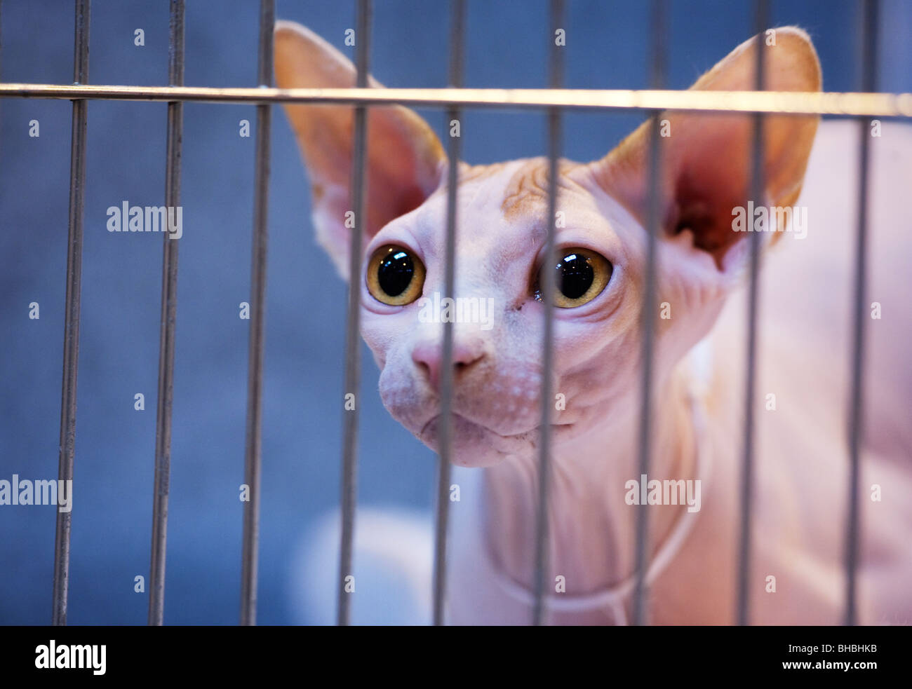 A hairless Sphinx cat at in its cage at the Supreme Cat Show at the National Exhibition Centre, Birmingham, UK Stock Photo