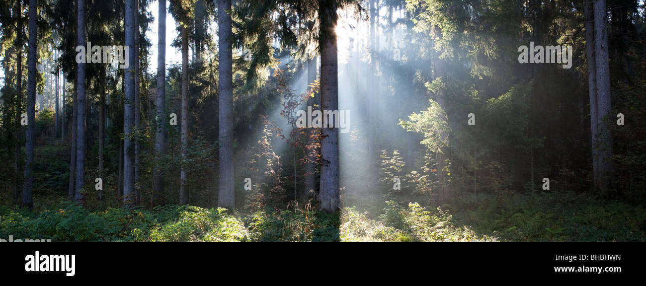 Beams of sunlight in forest Stock Photo