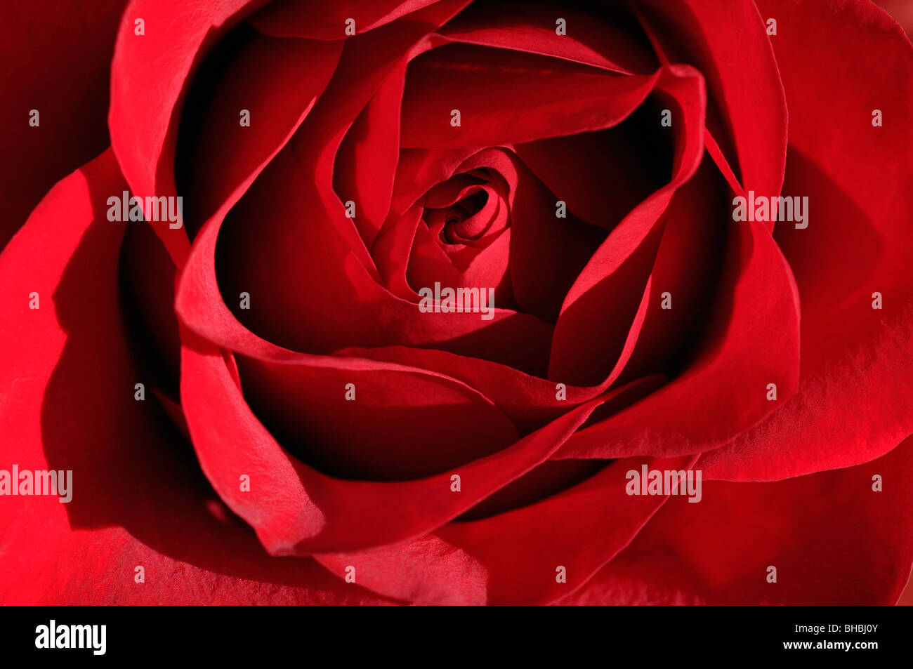 Unfurl Roses Flower unfurl hi-res stock photography and images - Alamy