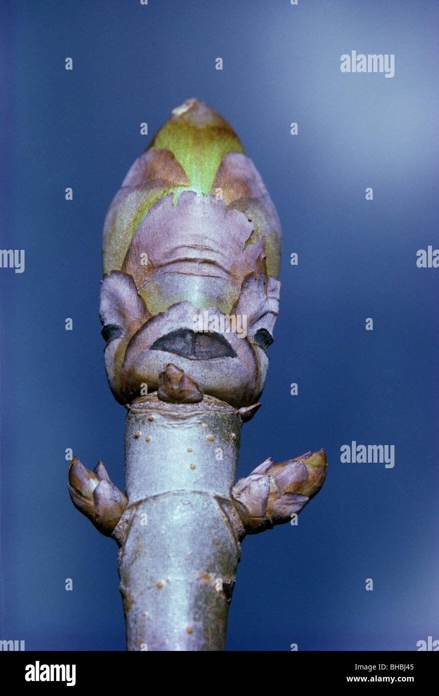 Golden Ash Tree Bud Stock Photo Alamy