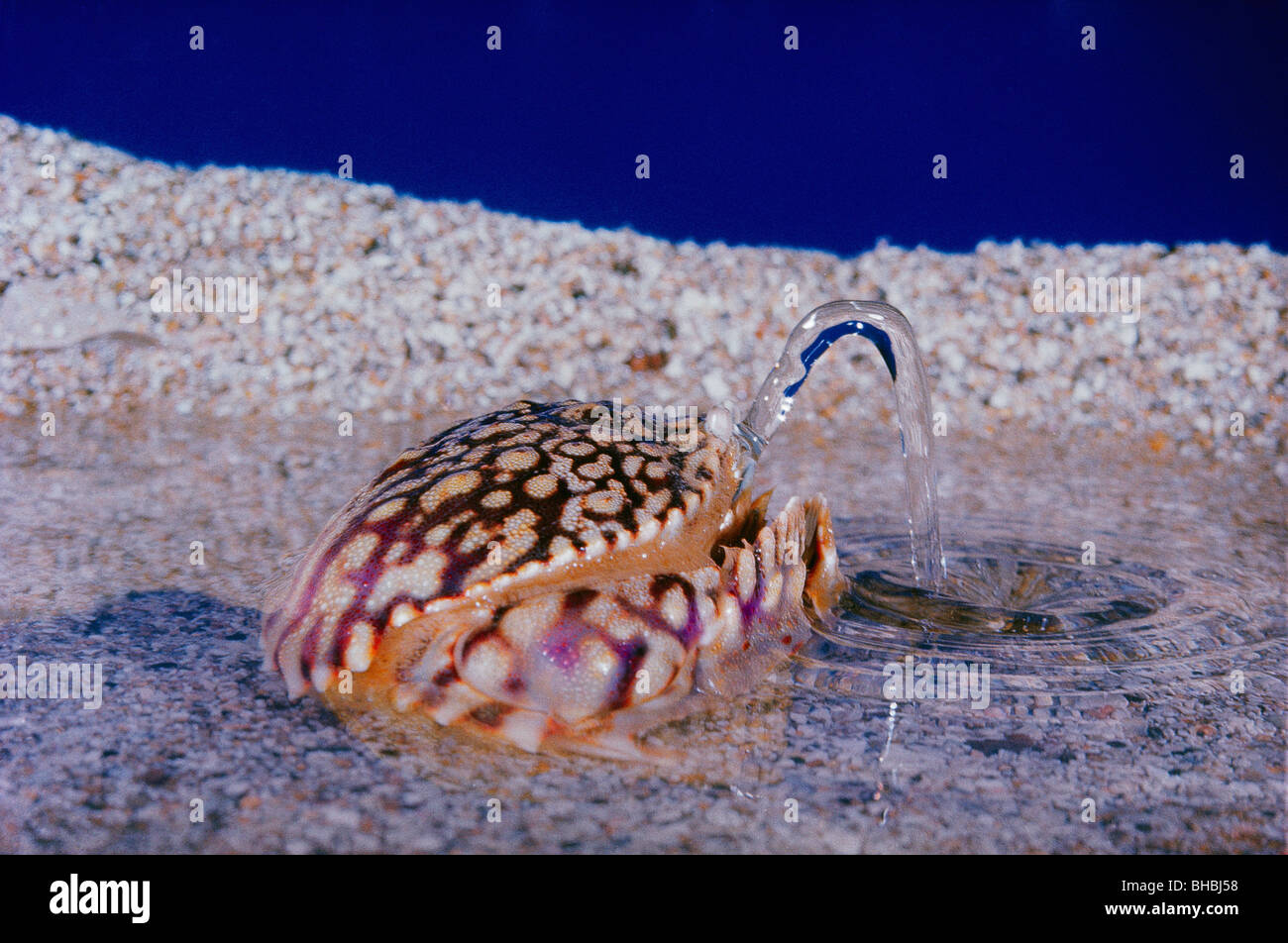 Fountain Crab in Puerto Rico Stock Photo Alamy
