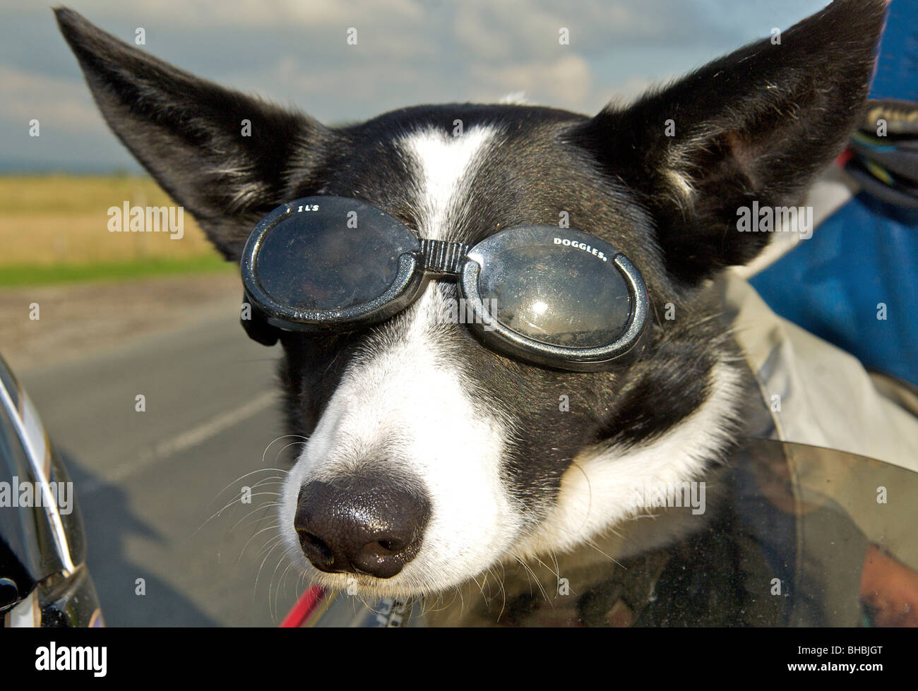 Collie dog wearing Doggles goggles Stock Photo