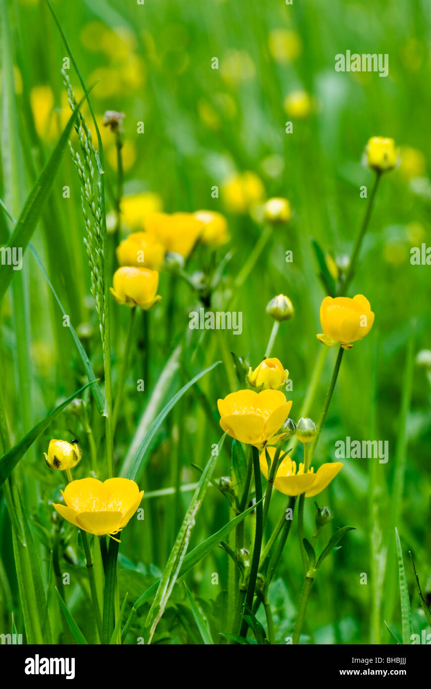 Bright yellow Buttercups in amongst green grass Stock Photo Alamy