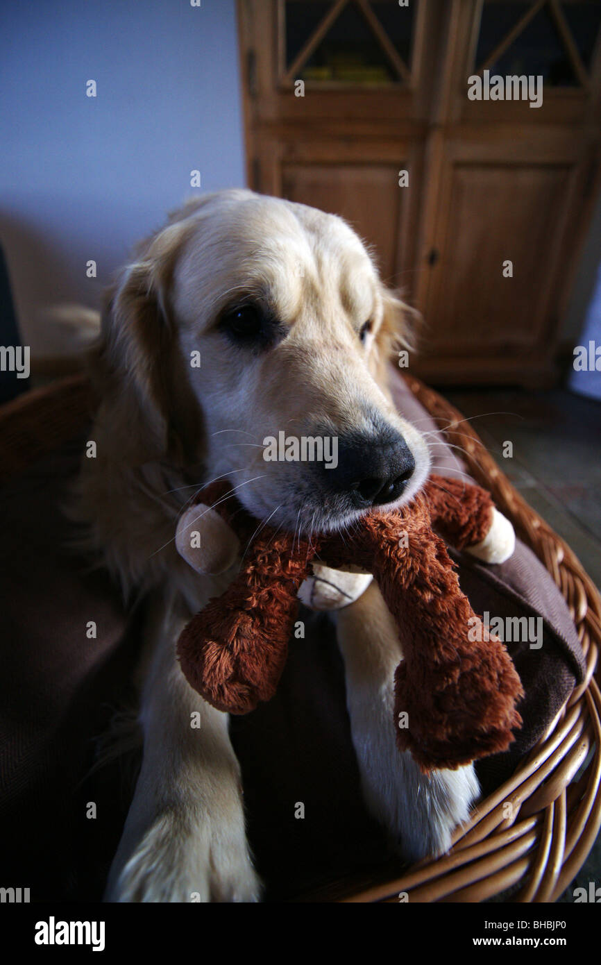 golden retriever with teddy bear Stock Photo Alamy