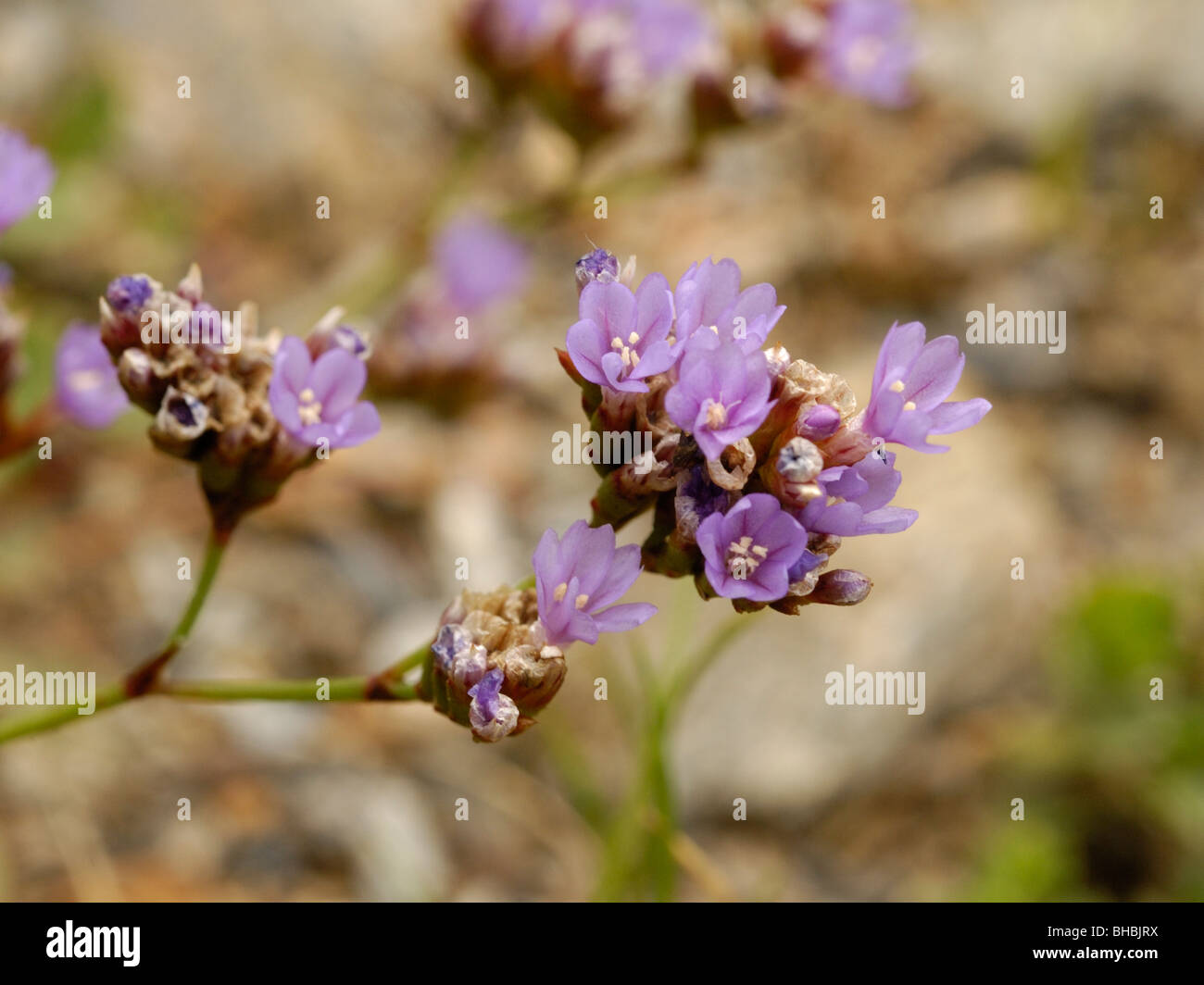 Rock Sea-lavender, limonium britannicum Stock Photo