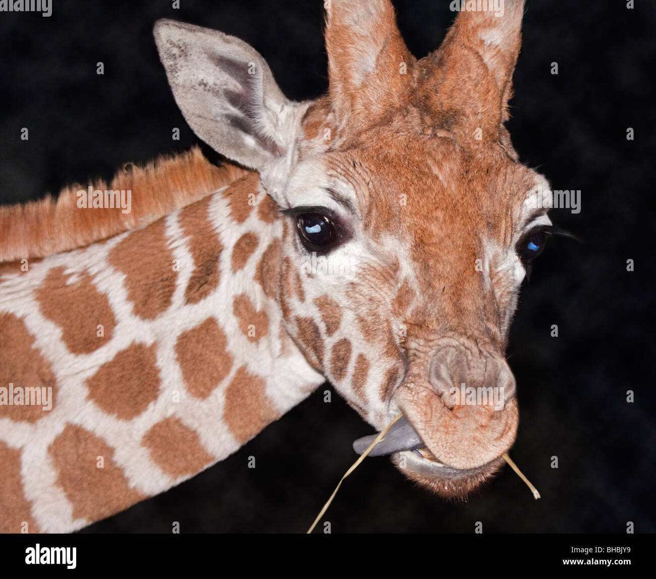Giraffe Calf (giraffa camelopardarlis) Stock Photo