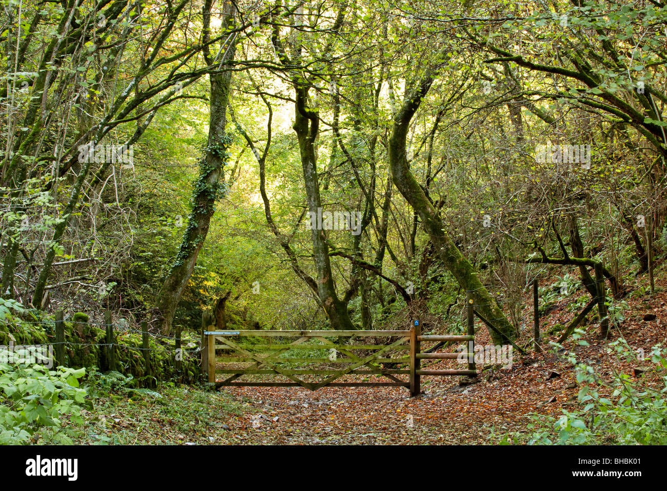 Autumn scene through wooded public footpath near black rock at Cheddar with five bar wooden gate Stock Photo