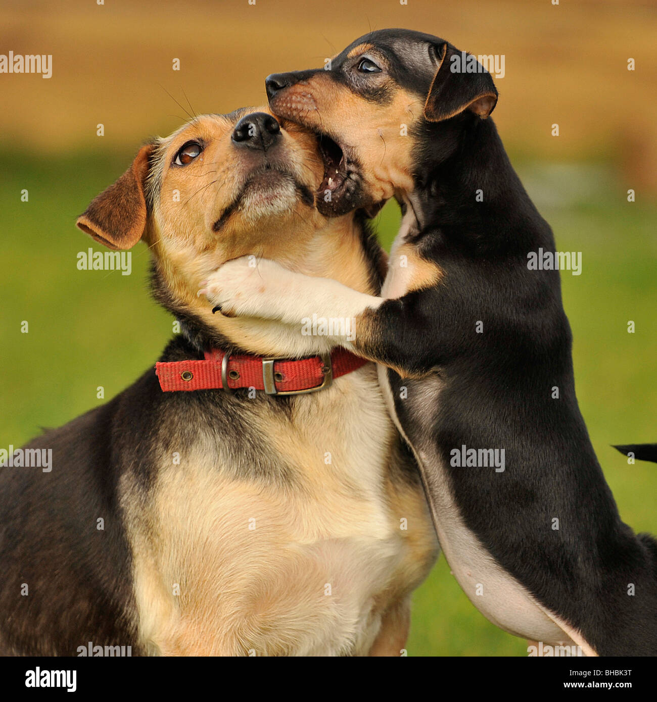 What Is The Most Annoying Dog