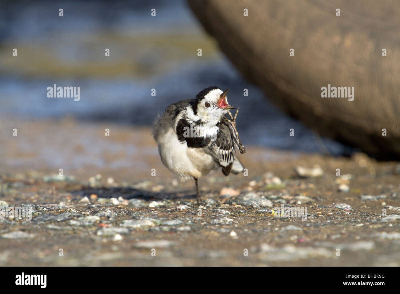 Pied Wagtail; Motacilla alba ssp yarellii; scratching; next to tyre Stock Photo