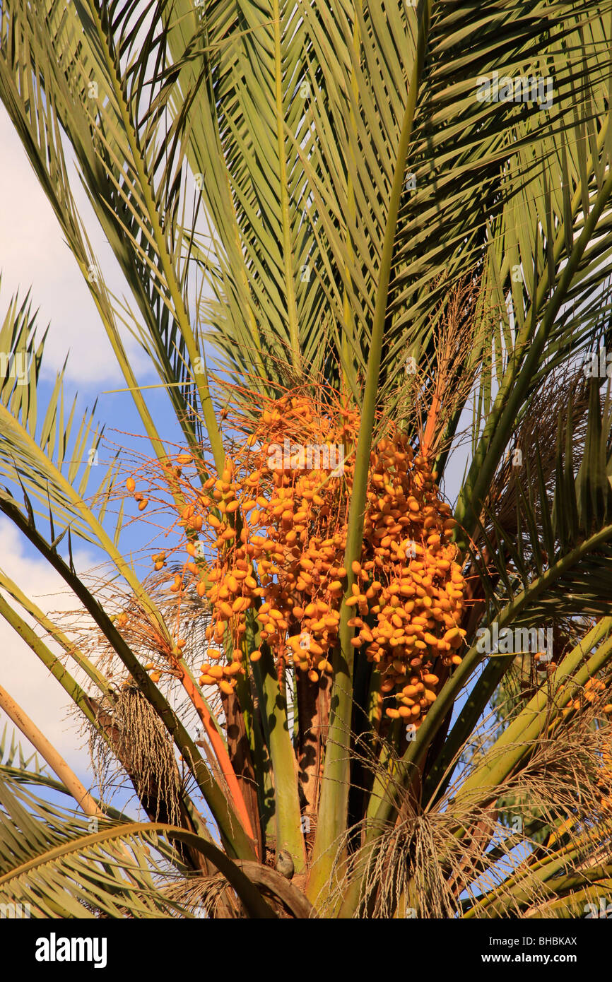 Date tree hi-res stock photography and images - Alamy