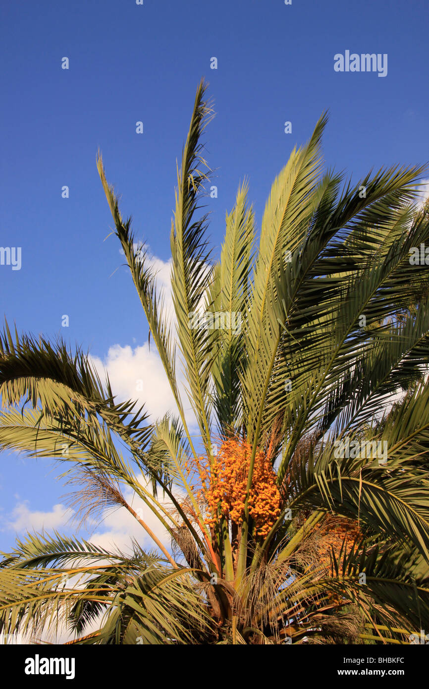 Date tree hi-res stock photography and images - Alamy